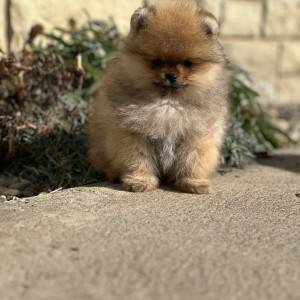 Pomeranac prelepi štenci