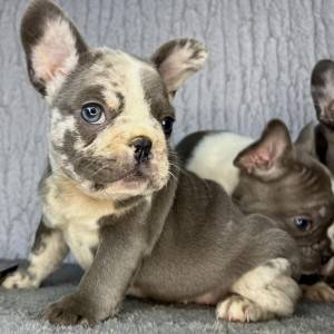 Francuski buldog stenci