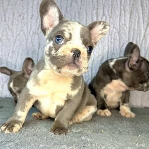 Francuski buldog stenci