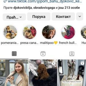 Pomeranac prelepi štenci