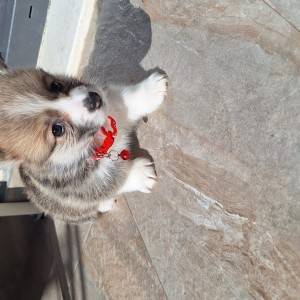 Welsh corgi/korgi pembroke