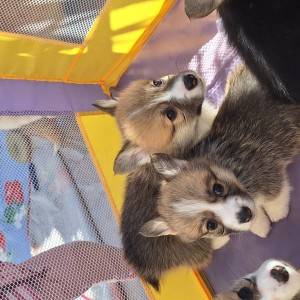 Welsh corgi/korgi pembroke