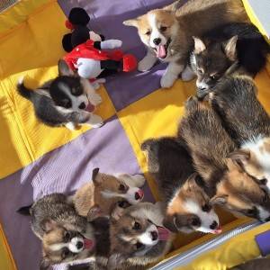 Welsh corgi/korgi pembroke