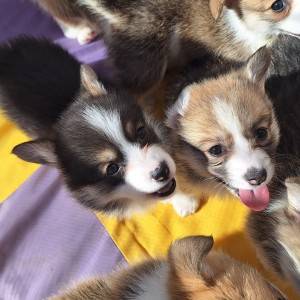 Welsh corgi/korgi pembroke