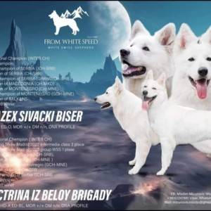 Beli švajcarski ovčar štenci