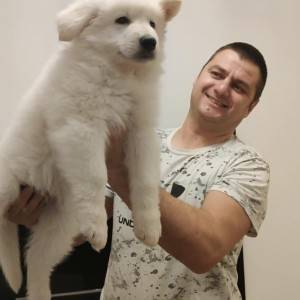 Beli švajcarski ovčar štenci