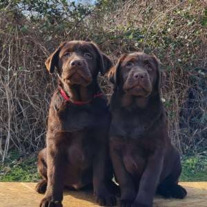 Labrador retriver čokoladni štenci