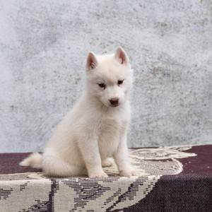 Sibirski haski štenci