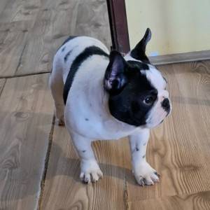 Francuski Buldog PRELEPI štenci
