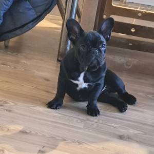 Francuski Buldog PRELEPI štenci