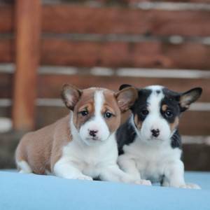 Basenji stenci povoljno