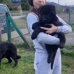 Nemački ovčar štenci