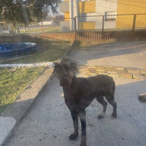 Dajem Dobermann na poklon