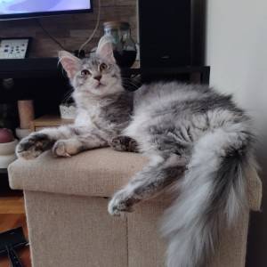 Maine Coon mačići s rodovnikom