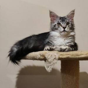 Maine Coon mačići s rodovnikom