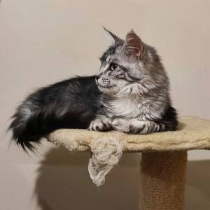 Maine Coon mačići s rodovnikom