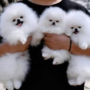 Pomeranac (BOO) mužjaci i ženke