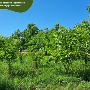 5.5 ha voćnjaka, 1500 stabala oraha, EKO OPG, osigurane polj.potpore