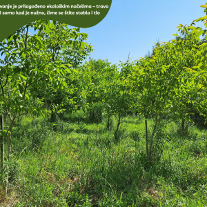 5.5 ha voćnjaka, 1500 stabala oraha, EKO OPG, osigurane polj.potpore