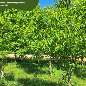 5.5 ha voćnjaka, 1500 stabala oraha, EKO OPG, osigurane polj.potpore