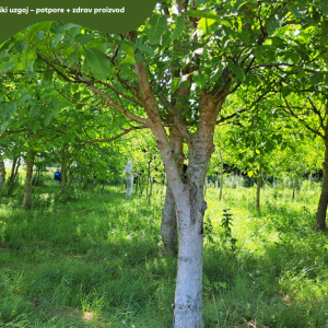 5.5 ha voćnjaka, 1500 stabala oraha, EKO OPG, osigurane polj.potpore
