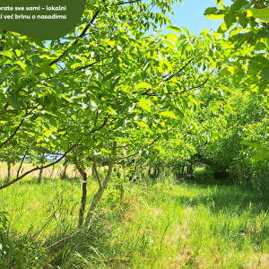 5.5 ha voćnjaka, 1500 stabala oraha, EKO OPG, osigurane polj.potpore