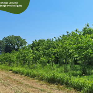 5.5 ha voćnjaka, 1500 stabala oraha, EKO OPG, osigurane polj.potpore