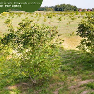 5.5 ha voćnjaka, 1500 stabala oraha, EKO OPG, osigurane polj.potpore