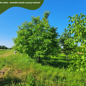 5.5 ha voćnjaka, 1500 stabala oraha, EKO OPG, osigurane polj.potpore