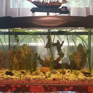Akvarij 54 litre, sa poklopcem
