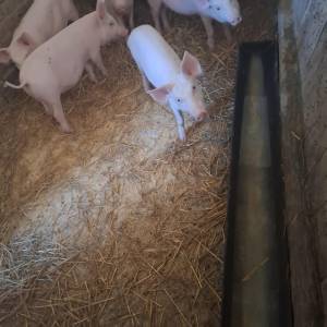 Domaći prasci za tov i klanje – 25 kg, top kondicija! 4 €!!