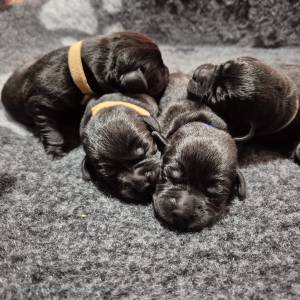 Labrador retriver štenci sa rodovnicom