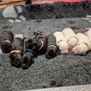 Labrador retriver štenci sa rodovnicom