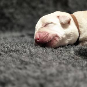 Labrador retriver štenci sa rodovnicom