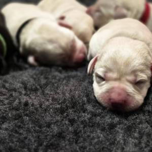 Labrador retriver štenci sa rodovnicom