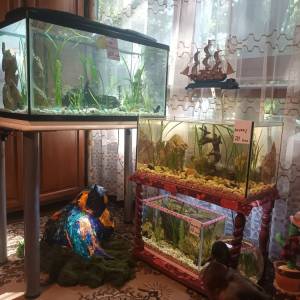 Akvarij 20 litara sa ribicama