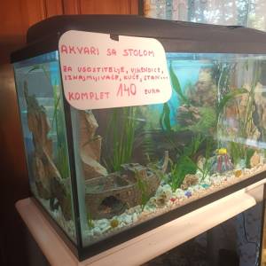 Akvarij kugla sa ribicama