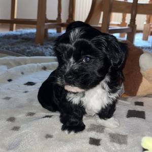 Bichon Havanese, Bichon Havanezer, Havanski Bišon - psići - video
