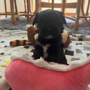 Bichon Havanese, Bichon Havanezer, Havanski Bišon - psići - video