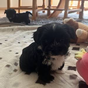 Bichon Havanese, Bichon Havanezer, Havanski Bišon - psići - video