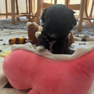 Bichon Havanese, Bichon Havanezer, Havanski Bišon - psići - video