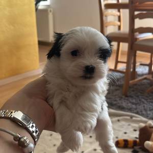 Bichon Havanese, Bichon Havanezer, Havanski Bišon - psići - video