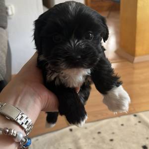Bichon Havanese, Bichon Havanezer, Havanski Bišon - psići - video