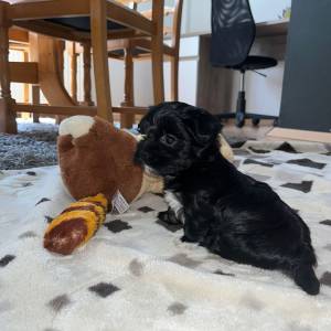 Bichon Havanese, Bichon Havanezer, Havanski Bišon - psići - video