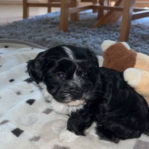 Bichon Havanese, Bichon Havanezer, Havanski Bišon - psići - video