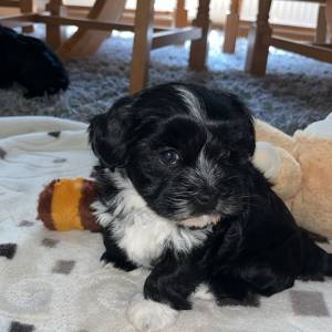 Bichon Havanese, Bichon Havanezer, Havanski Bišon - psići - video