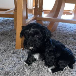 Bichon Havanese, Bichon Havanezer, Havanski Bišon - psići - video