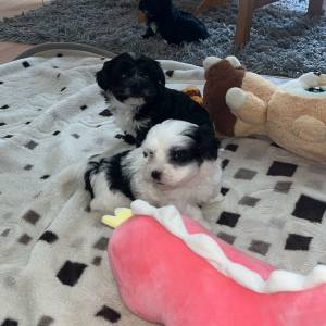 Bichon Havanese, Bichon Havanezer, Havanski Bišon - psići - video