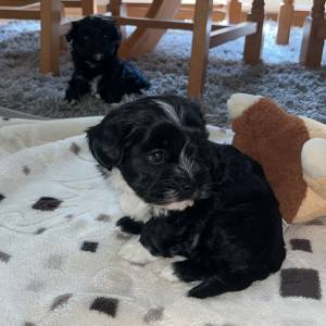 Bichon Havanese, Bichon Havanezer, Havanski Bišon - psići - video