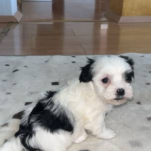 Bichon Havanese, Bichon Havanezer, Havanski Bišon - psići - video